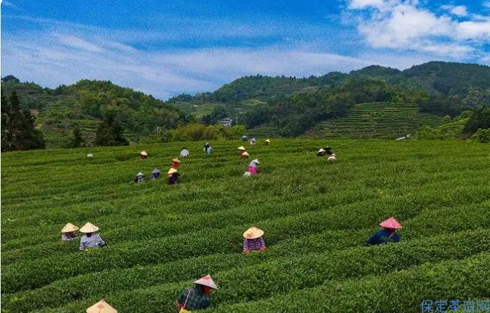 闽人智慧丨坦洋工夫，何以从“中国茶”到“世界茶”？